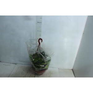 JIBOIA VERDE C21 PENDENTE