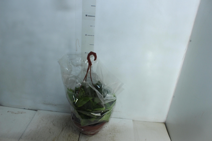 <h4>JIBOIA VERDE C21 PENDENTE</h4>