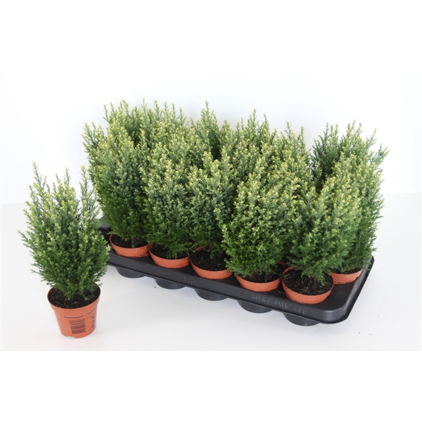 <h4>Chamaecyparis lawsoniana 'Snow White'</h4>