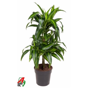 Dracaena fragrans 'Hawaiian Sunshine' (toef)