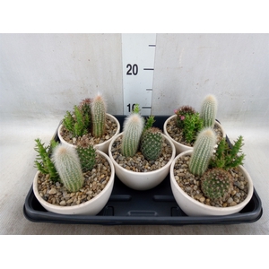 Cactus   ...mix