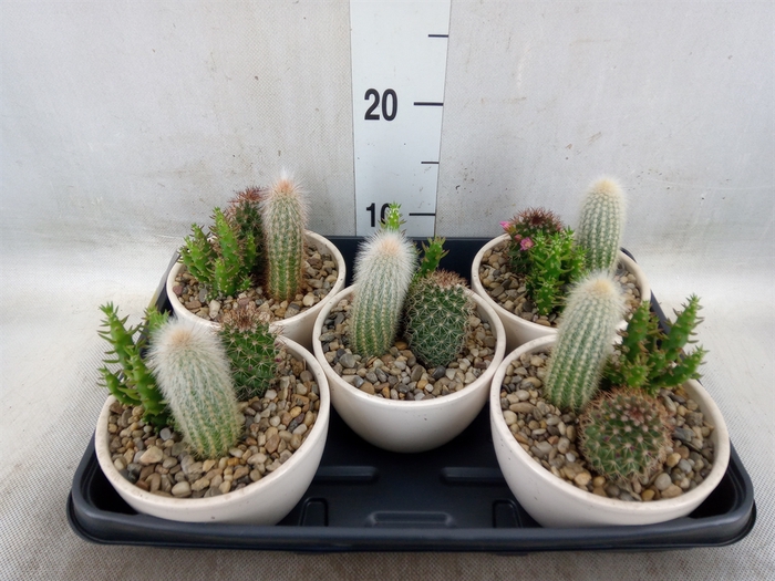 <h4>Cactus   ...mix</h4>
