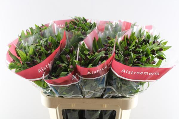 <h4>Alstr Rumba (rood)</h4>