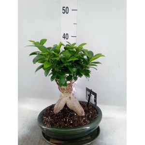 Ficus microcarpa 'Ginseng'