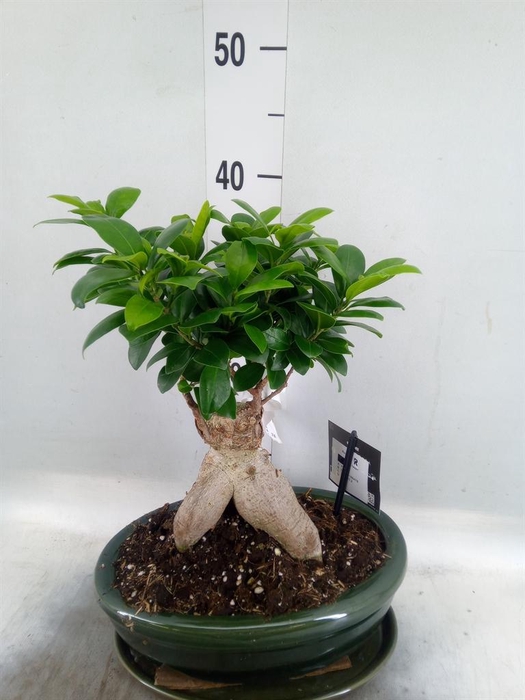 <h4>Ficus microcarpa 'Ginseng'</h4>