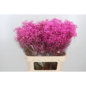 Gyps Kl Bh Hot Pink