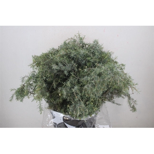 Jenever Berry 400gr P Bunch