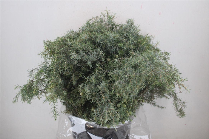 <h4>Jenever Berry 400gr P Bunch</h4>