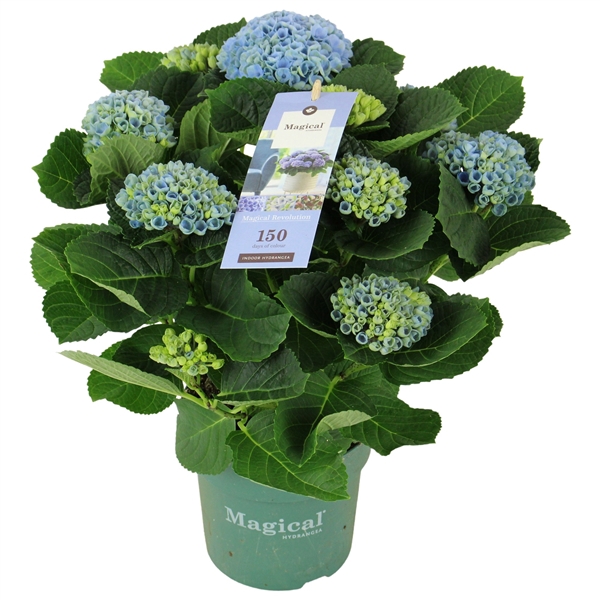 Hydrangea Magical Revolution ® blue 7/8 flowers