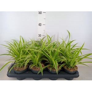 Chlorophytum com. 'Ocean'