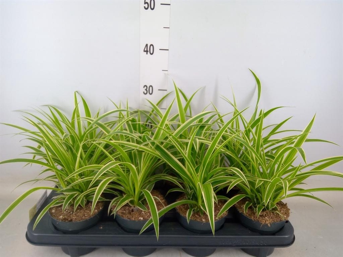 <h4>Chlorophytum com. 'Ocean'</h4>