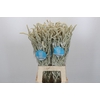 Amaranthus Yearming Desert