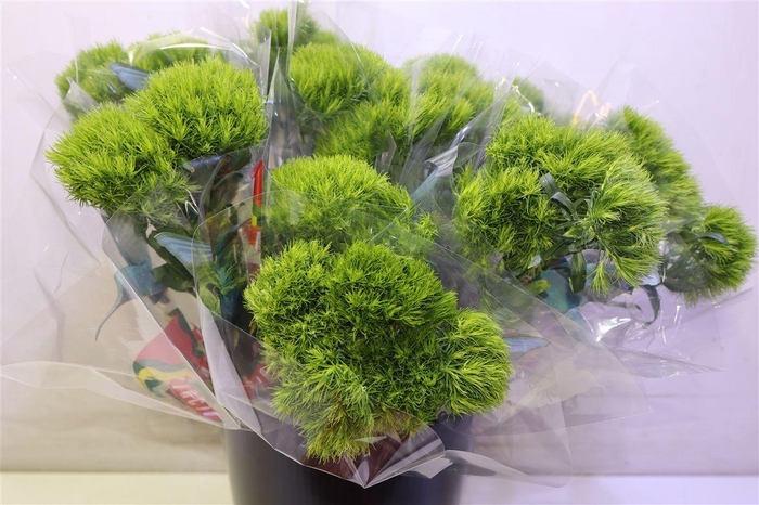 <h4>Di Barb Green Wicky</h4>