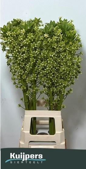 <h4>EUCOMIS P-E GOLIATH</h4>