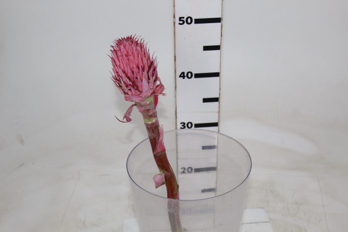 <h4>ANANAS RED</h4>