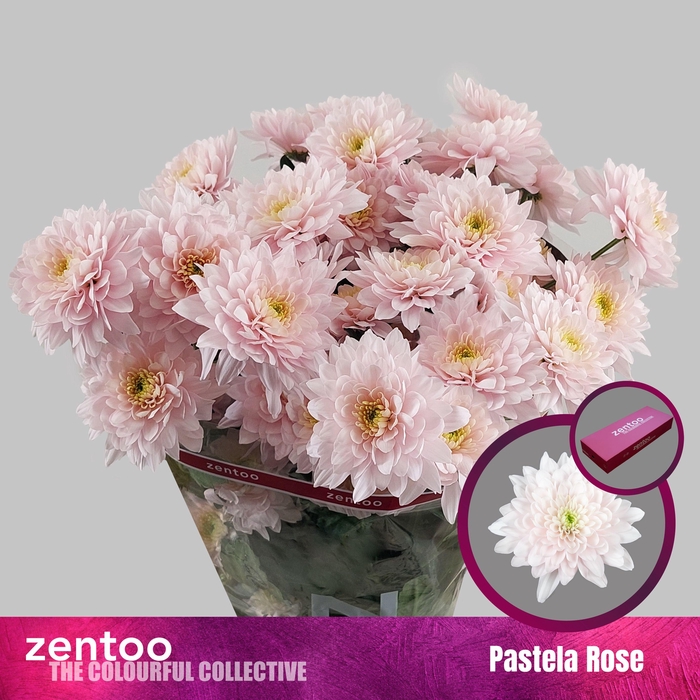 <h4>CHR T PASTELA ROSE</h4>