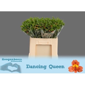 ALSTR DANCING QUEEN