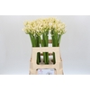 Agapanthus Gletsjer