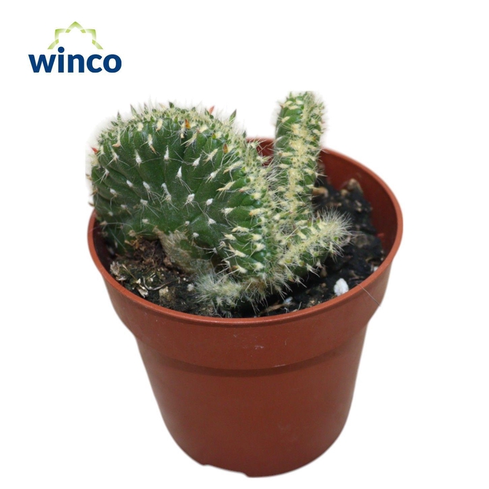 <h4>Opuntia Vestita Cristata</h4>