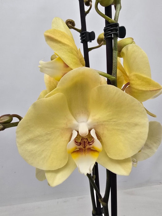 <h4>Limited 08 week 19</h4>