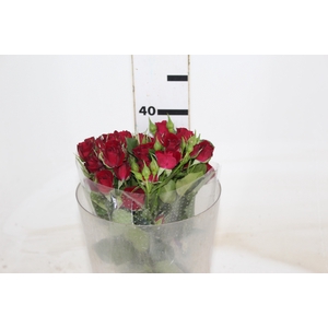 ROSA SPRAY RUBICON 040 CM