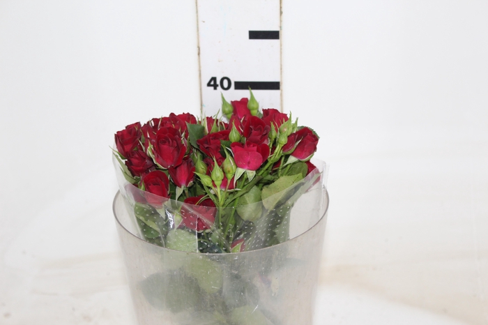 <h4>ROSA SPRAY RUBICON 040 CM</h4>