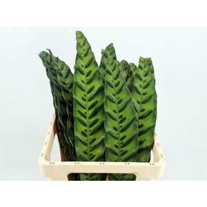 Calathea Inignes