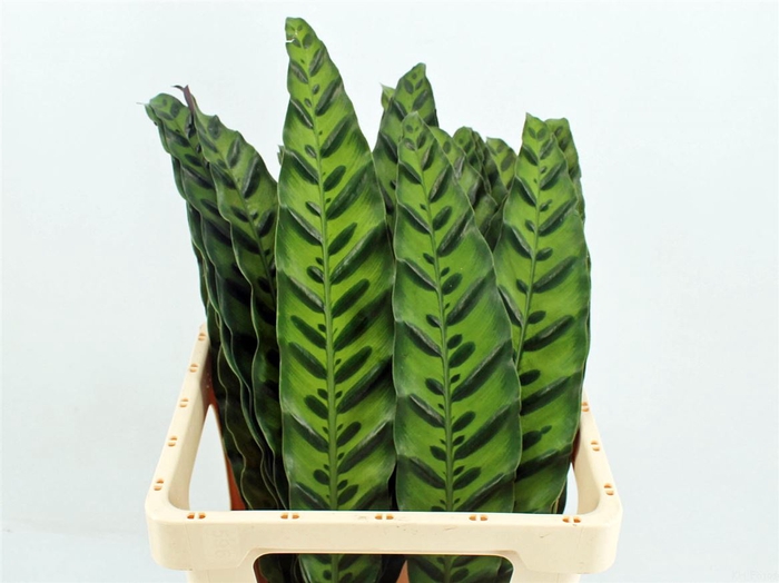 <h4>Calathea Inignes</h4>
