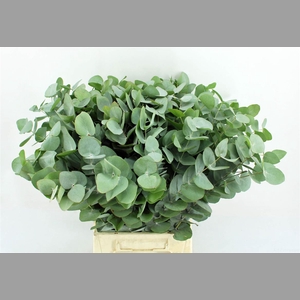 Euca Cinerea 52 Cm P Stem Sa
