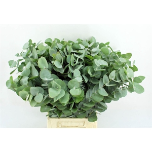 Euca Cinerea 52 Cm P Stem Sa