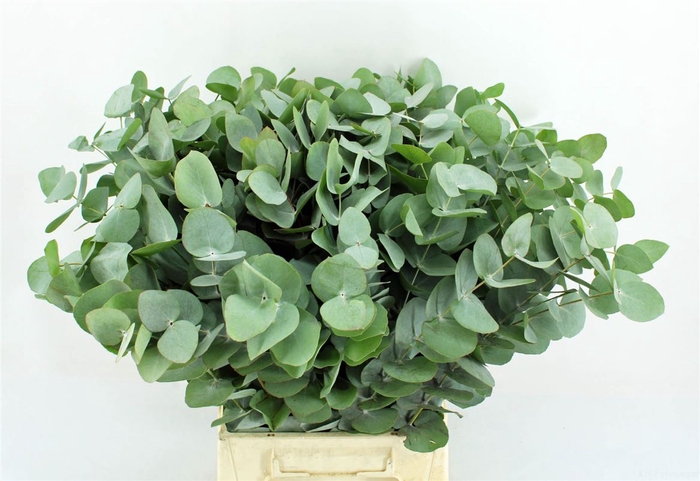 <h4>Euca Cinerea 52 Cm P Stem Sa</h4>