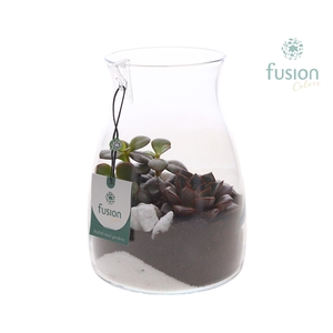 Glazen vaas karaf met Succulenten