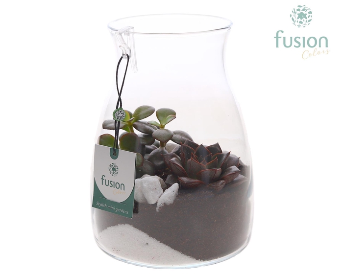 <h4>Glazen vaas karaf met Succulenten</h4>