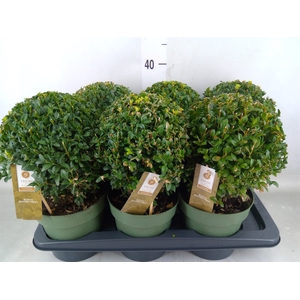 Buxus semp.   ...