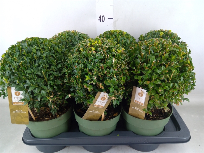 <h4>Buxus semp.   ...</h4>