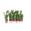 ** Zamio Zamiifolia 3+ * Spring Deal *