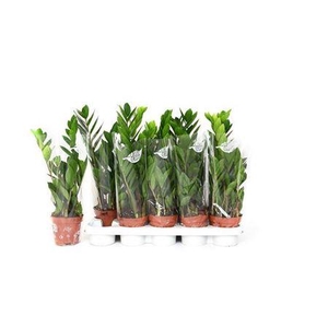 ** Zamio Zamiifolia 2-3+ * Spring Deal *