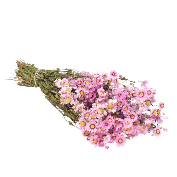 <h4>Droogbloemen - Rodanthe Pink</h4>