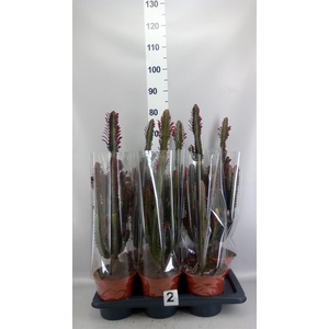 Euphorbia trigona 'Rubra'