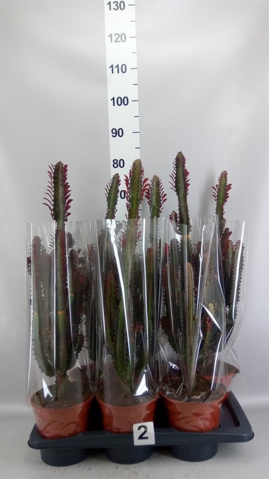 <h4>Euphorbia trigona 'Rubra'</h4>