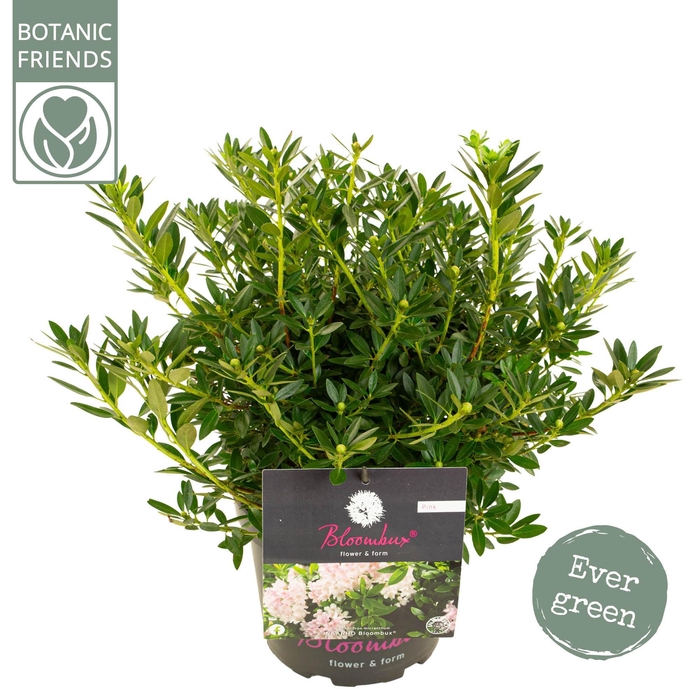 <h4>Rhododendron 'Bloombux' Pink</h4>