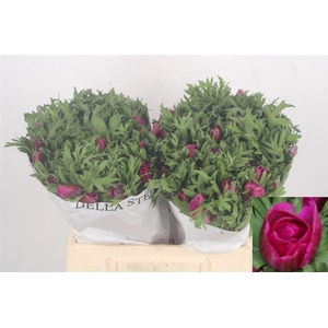 ANEM CO MIS + FUCSIA