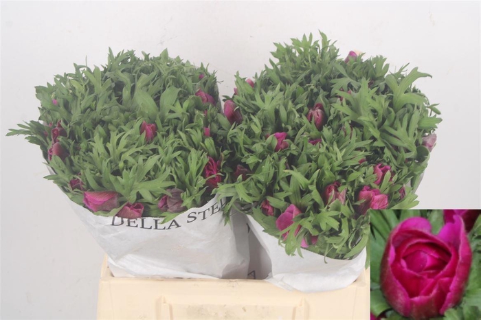 <h4>ANEM CO MIS + FUCSIA</h4>