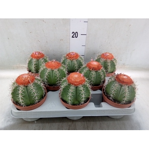 Melocactus matanzanus