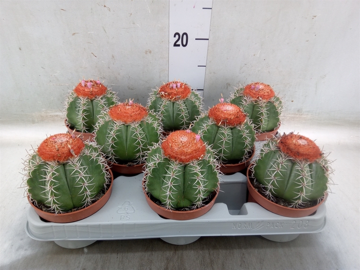 <h4>Melocactus matanzanus</h4>