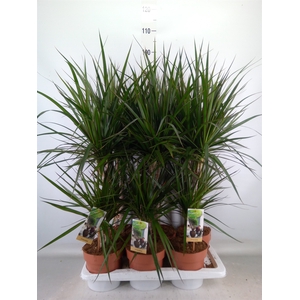 Dracaena marg.
