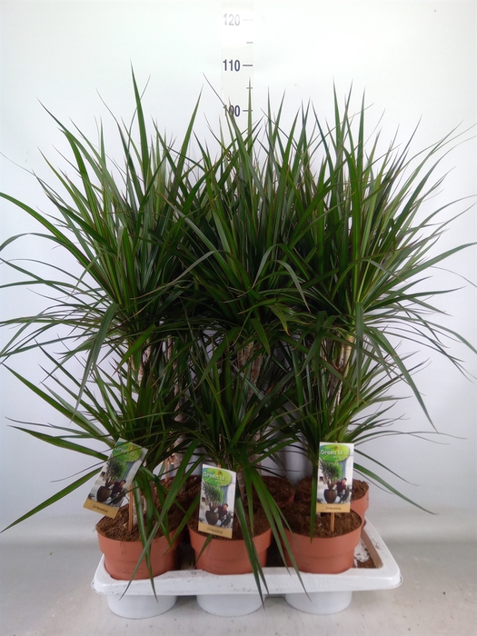 <h4>Dracaena marg.</h4>