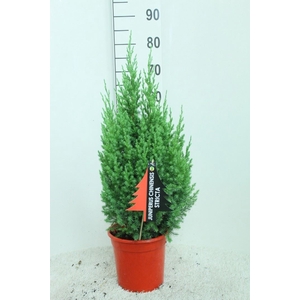 Juniperus chinensis 'Stricta'