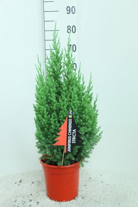 <h4>Juniperus chinensis 'Stricta'</h4>