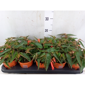 Begonia tuber. 'Bonfire'